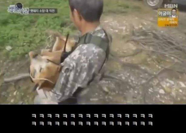 멧돼지를 추적하는 개 | 인스티즈