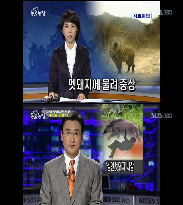 야생 멧돼지로부터 주인을 구한 개 | 인스티즈