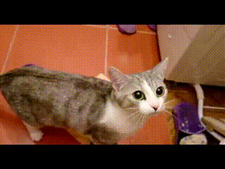 집사가 물에빠짐 | 인스티즈