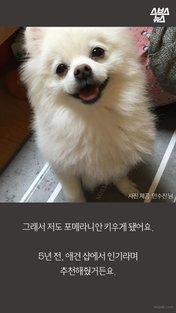 개들도 유행을 탄다.JPG | 인스티즈