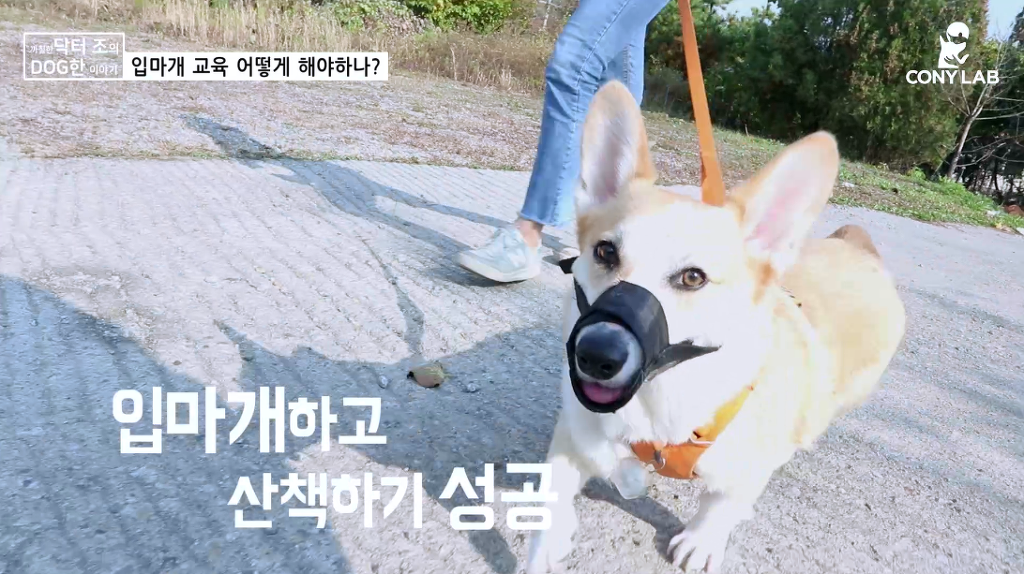 [영상] 강아지에게 거부감 안들게 입마개 교육하는 법! | 인스티즈