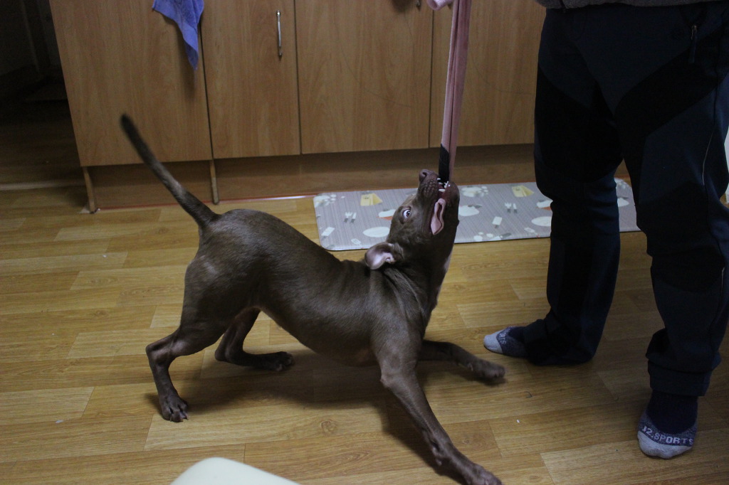 돼지두마리 이미지