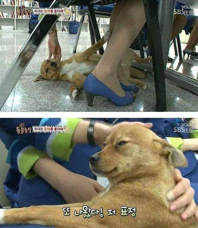 얘 개가 아닐지도 몰라 | 인스티즈