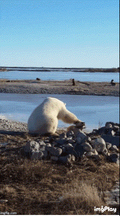 ??: 아이구 우리 예쁜 댕댕이~ | 인스티즈
