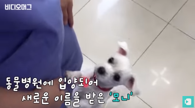 폭염 속 버려진 똘똘이가 모니로 개명한 사연 | 인스티즈