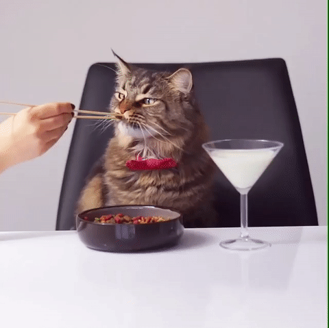 고양이 풀코스.gif | 인스티즈