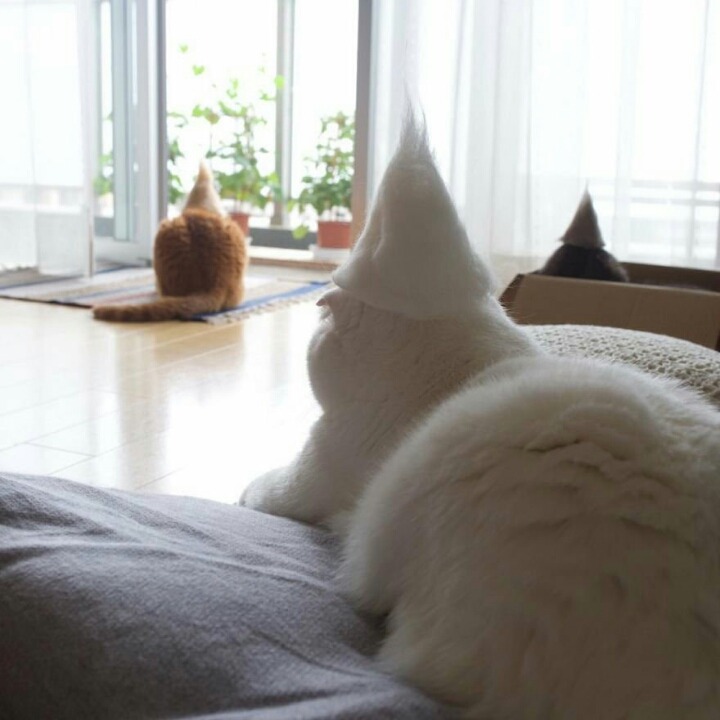 고양이 단짠단짠 모음 2탄 (귀여움 주의) | 인스티즈
