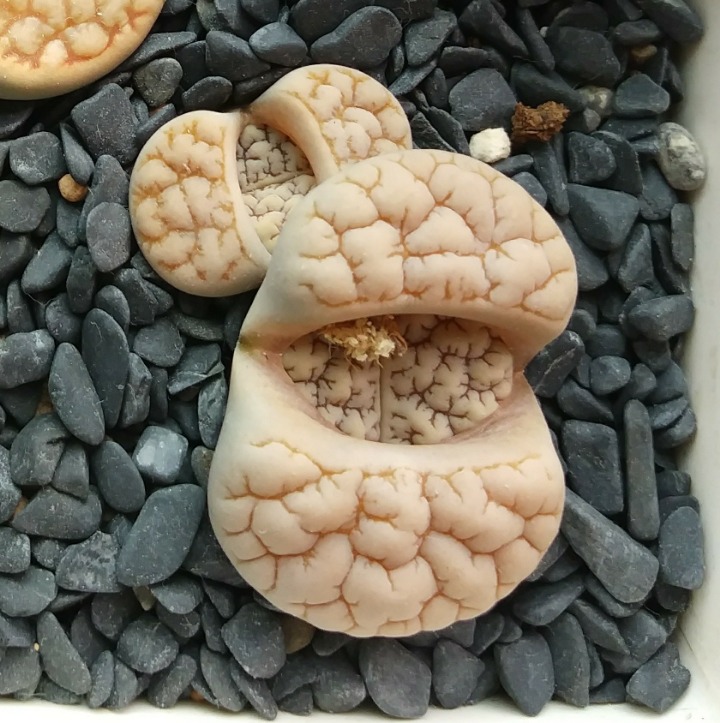 그때그때달라요 이미지