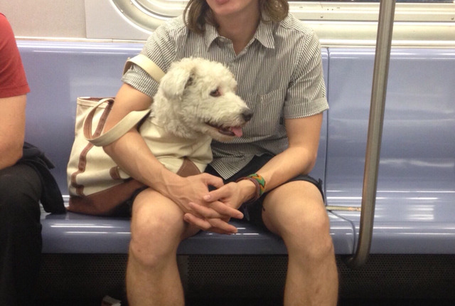 뉴욕에 사는 댕댕이들이 주인과 함께 지하철 타는 법.jpg | 인스티즈