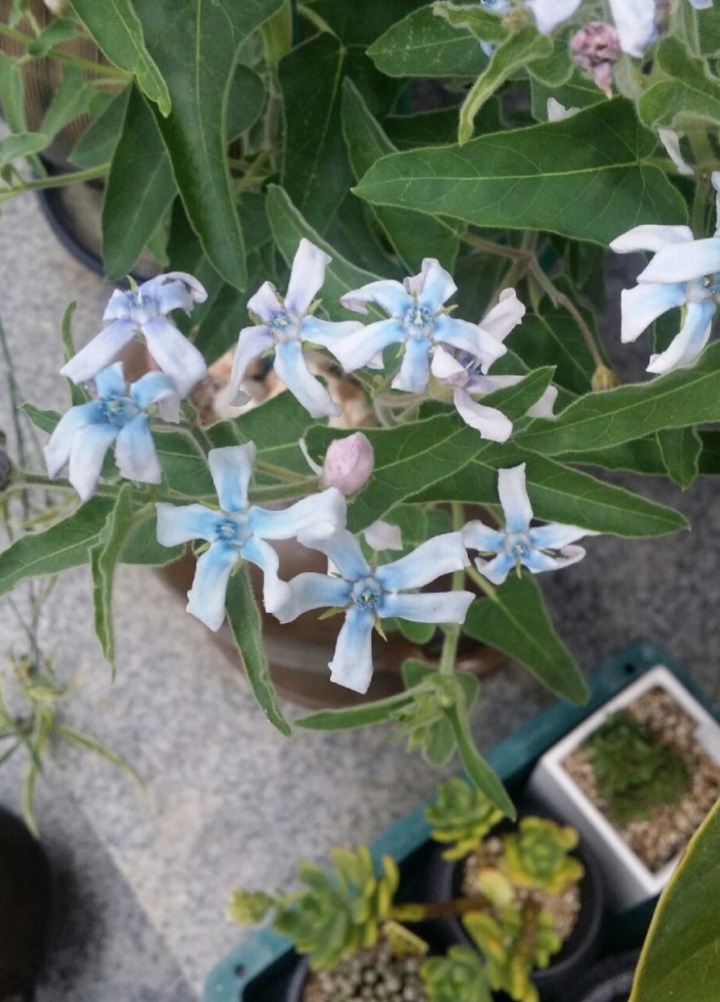 블루스타 이미지