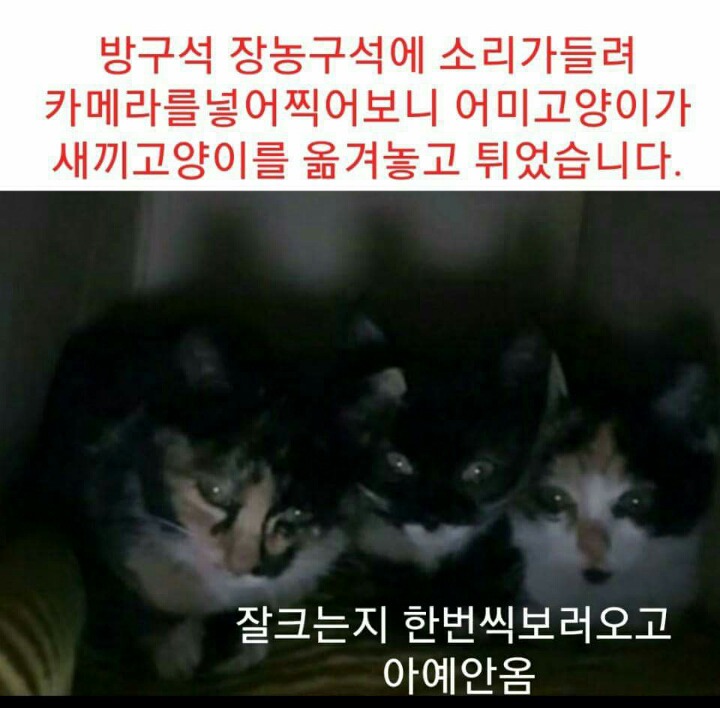 차라리 날 죽여...라는 제목으로 올라온 글(feat 집사).jpg | 인스티즈