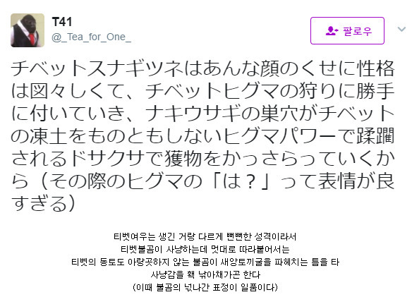 뻔뻔한 티벳여우와 띠용곰.twt | 인스티즈