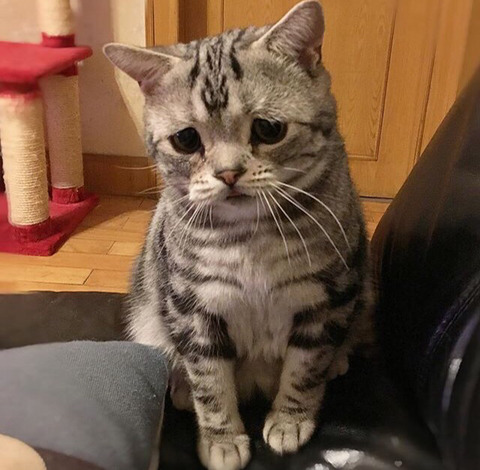 금방이라도 울 것 같은 울상 고양이 루후😿 | 인스티즈