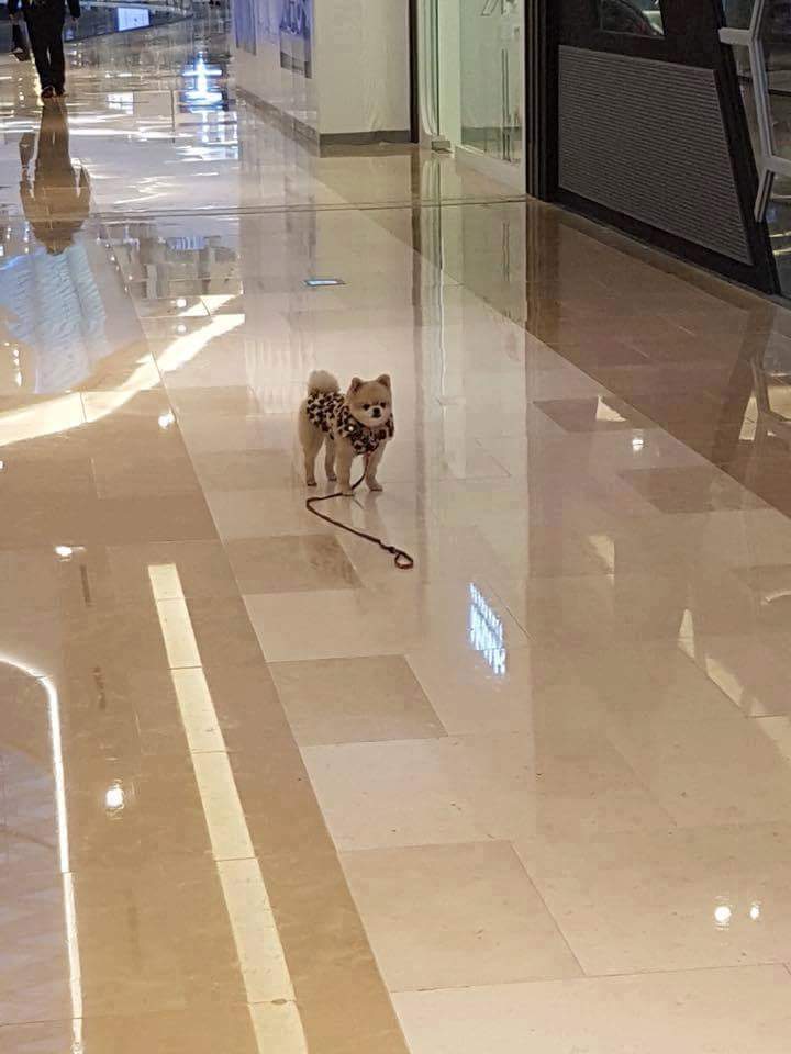 강아지 주인이 자기 친구 보더니 목줄 놓고 보러 감. jpg | 인스티즈