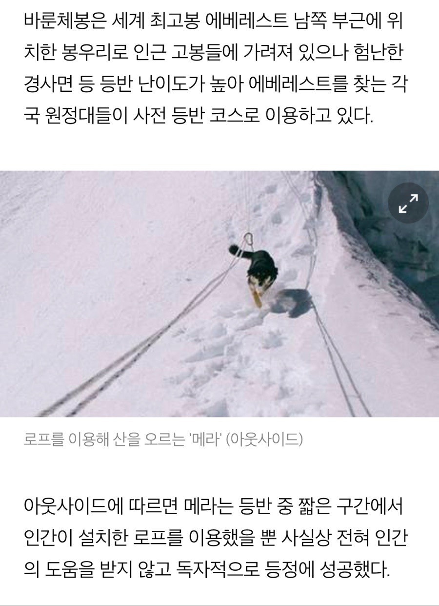 티벳 동네 댕댕이의 위엄 | 인스티즈