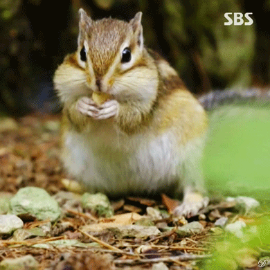 식사하는 다람쥐.gif | 인스티즈