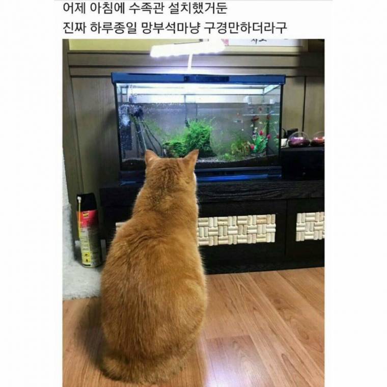 물고기 보다 현자타임 와버린 고양이 | 인스티즈