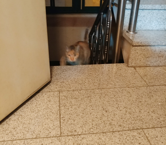 살고싶어서 임신한 몸으로 사람 따라온 고양이.. | 인스티즈