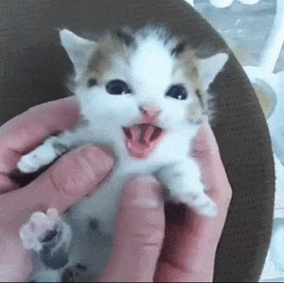 아기 고양이 | 인스티즈