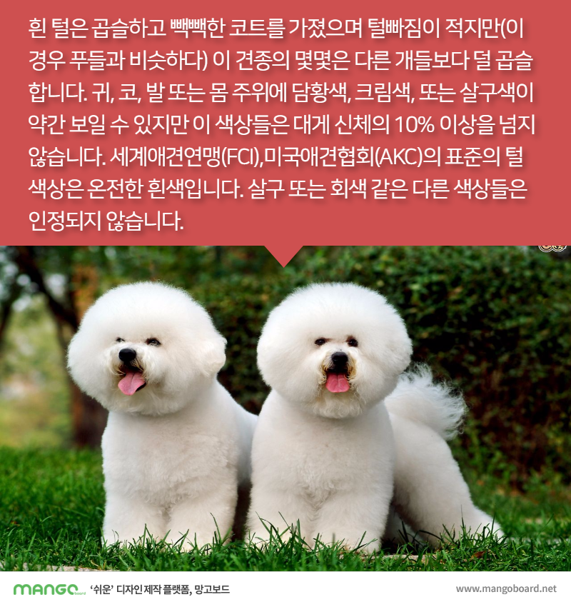 [견종정보] 비숑 프리제 이야기 | 인스티즈