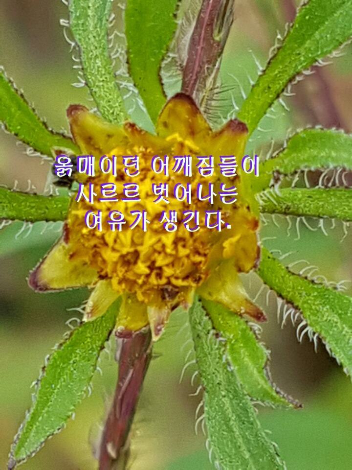 미국가막사리 이미지