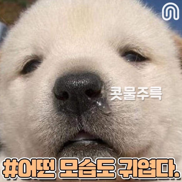 시골강아지들의 특징점.jpg | 인스티즈