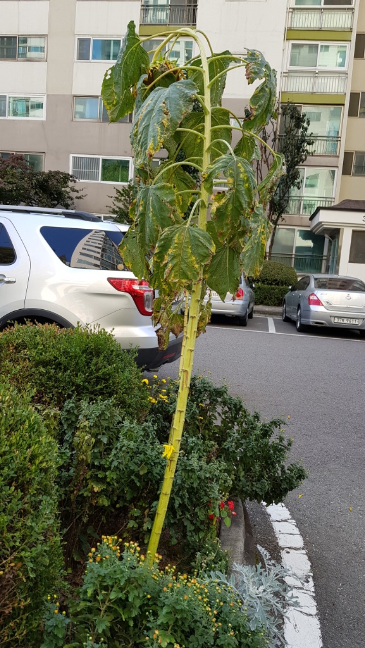 까치울 이미지