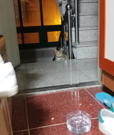 살고싶어서 임신한 몸으로 사람 따라온 고양이.. | 인스티즈