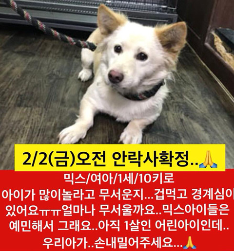 곧 안락사 될 아이들 보고가줘.. 낼모레 칼안락사야 | 인스티즈