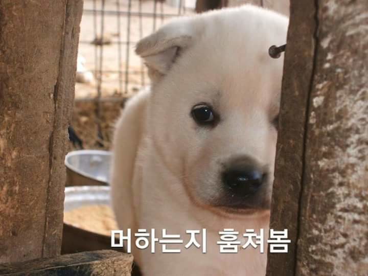 댕댕이들 조용할때 특징.jpg | 인스티즈