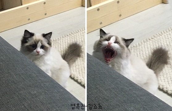 랙돌 고양이 쵸쵸의 매력에 빠져들것이다 | 인스티즈