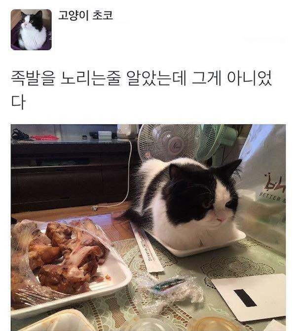 고양이가 노리던 것.jpg | 인스티즈