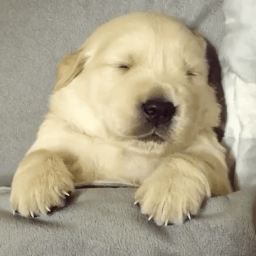 잠자는 애기 리트리버.gif | 인스티즈