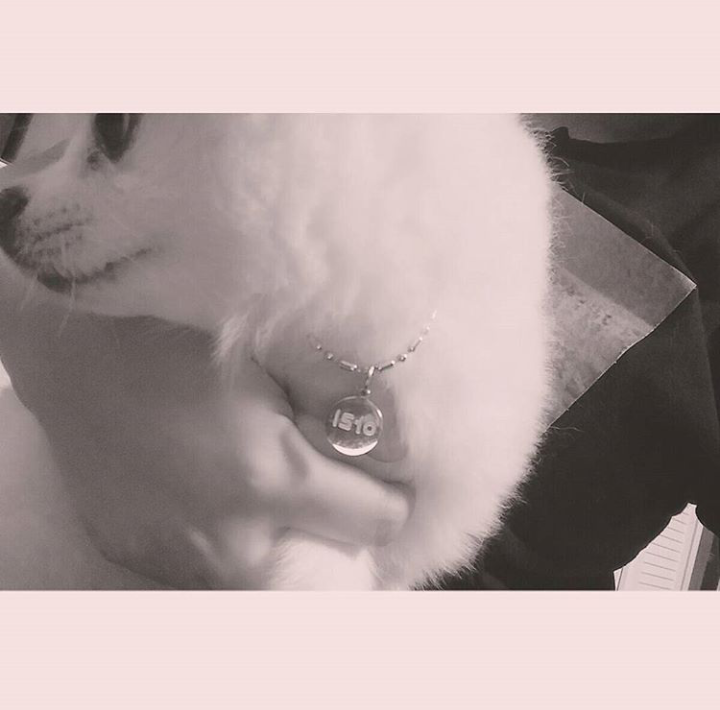 오마이걸 아린이 키우는 강아지 '아리' | 인스티즈