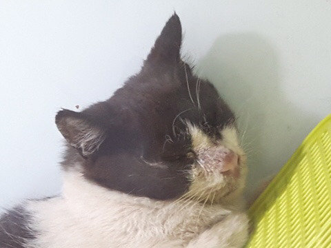 아픈고양이 모모 임보자나 입양자 제발 구해ㅠㅠㅠ | 인스티즈
