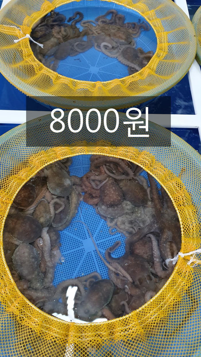 목포뻘낙지 이미지