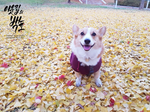 사랑둥이 백호 사진을 가져와 보았어요 | 인스티즈