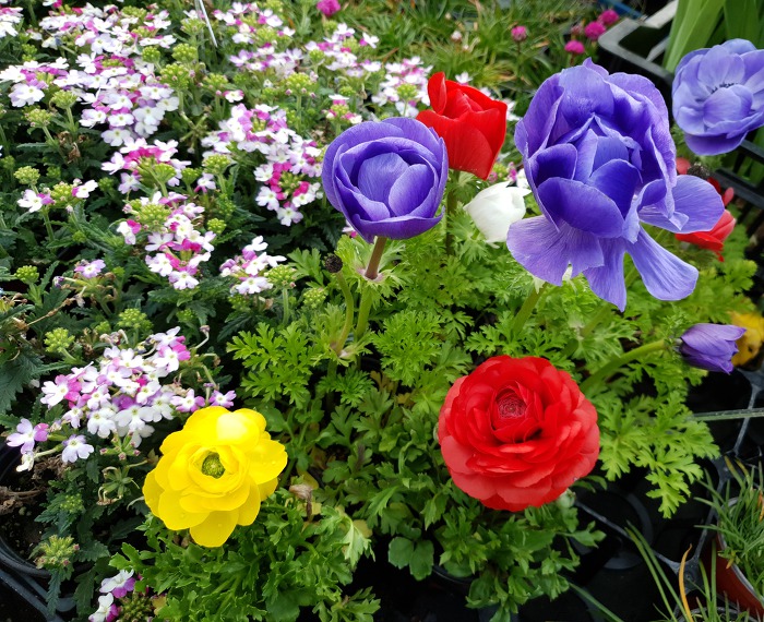 997A31335CB2B5A80B0815