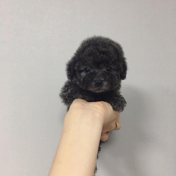 한 손에 잡히는 귀여운 멍멍이들.jpg | 인스티즈