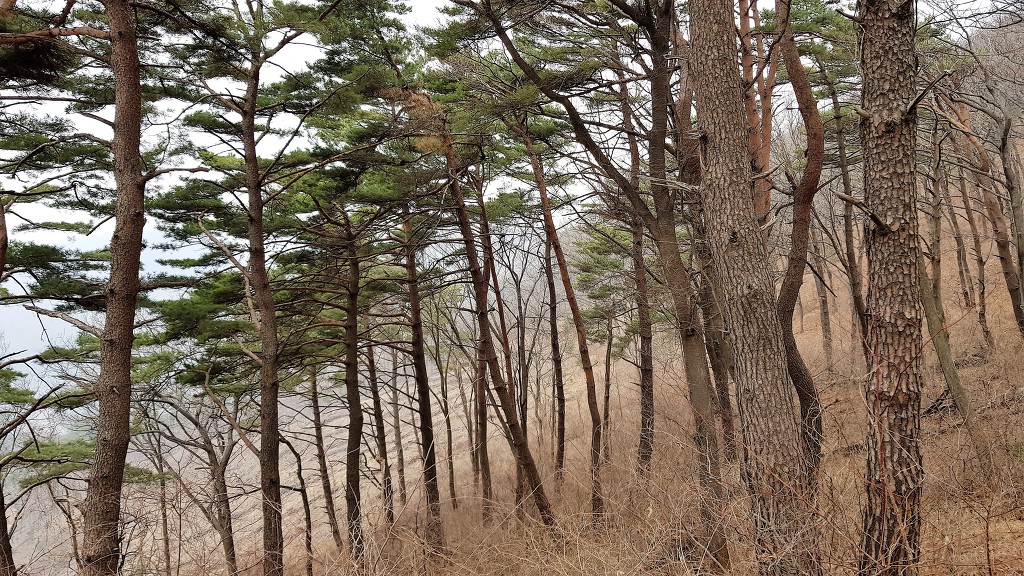 능선 소나무 숲 이미지