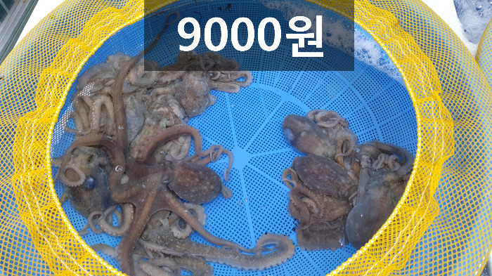 목포뻘낙지 이미지