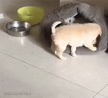 집을 빼았긴 댕댕이의 사투.gif | 인스티즈