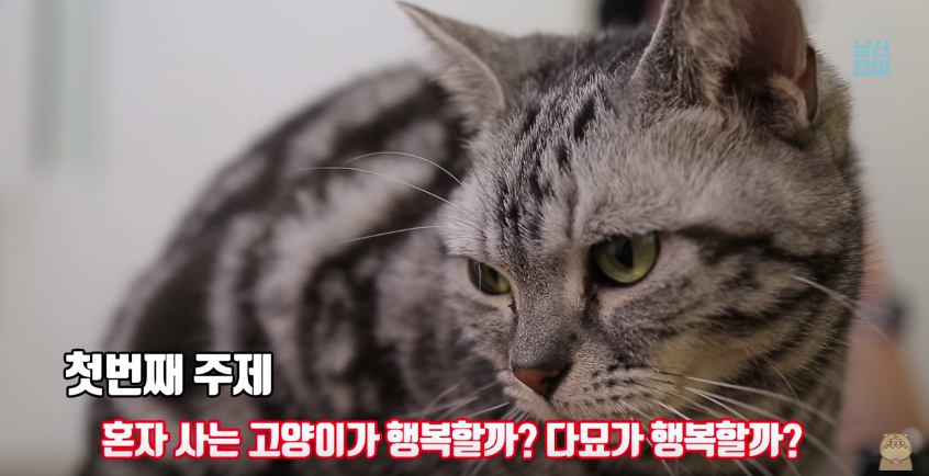 고양이 다묘가정이 행복할까? 혼자가 행복할까? (feat. 냐옹신) | 인스티즈