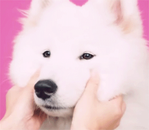 귀여운 댕댕이들.gif | 인스티즈