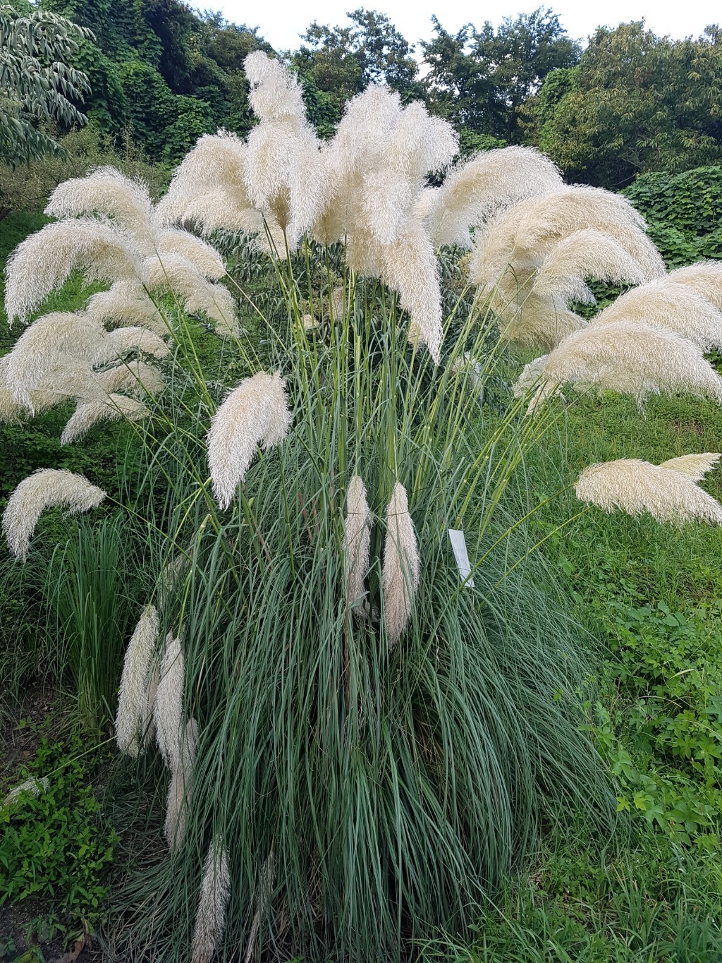 그라스 이미지