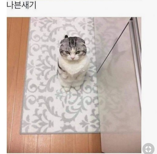 고양이의 심리 변화 | 인스티즈