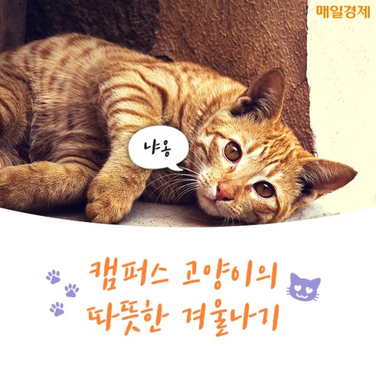 캠퍼스 고양이의 따뜻한 겨울나기 | 인스티즈