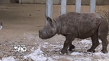 얼음 마사지하는 코뿔소.gif | 인스티즈