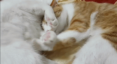 고양이 꾹꾹이 모음 | 인스티즈