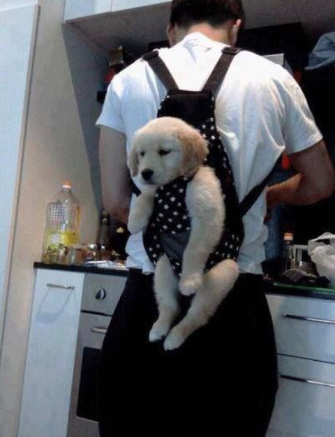 귀여운 댕댕이 사진모음 | 인스티즈